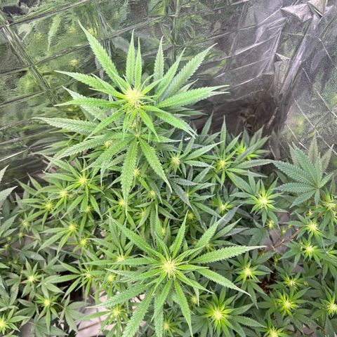 Double Cookies BSF  growlog timeline photo