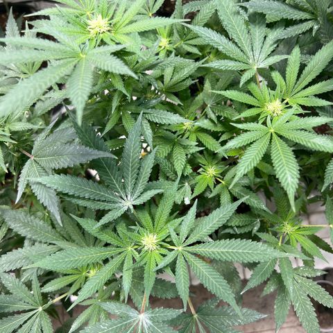 BCN Power Plant  growlog timeline photo