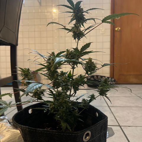 Lemonade Auto growlog timeline photo