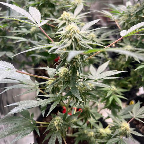 Crystal Candy SWS #2 growlog timeline photo