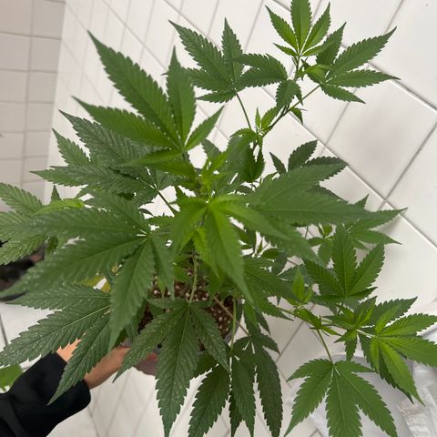 Cookies 2  growlog timeline photo
