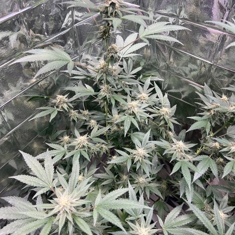 Crystal Candy SWS #1 growlog timeline photo