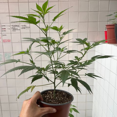 Cookies 2  growlog timeline photo