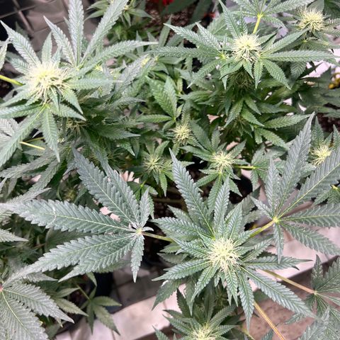 BCN Power Plant  growlog timeline photo