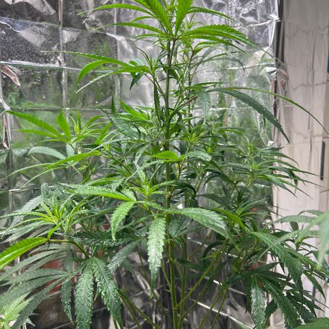 Double Cookies BSF  growlog timeline photo