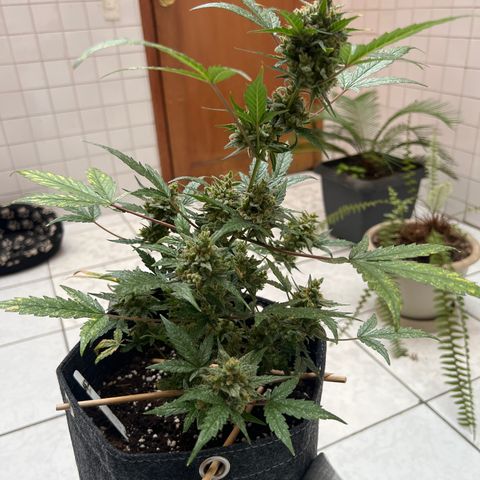 Lemonade Auto growlog timeline photo