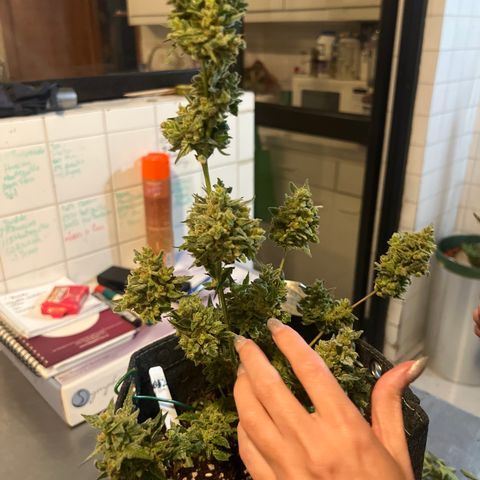 Lemonade Auto growlog timeline photo