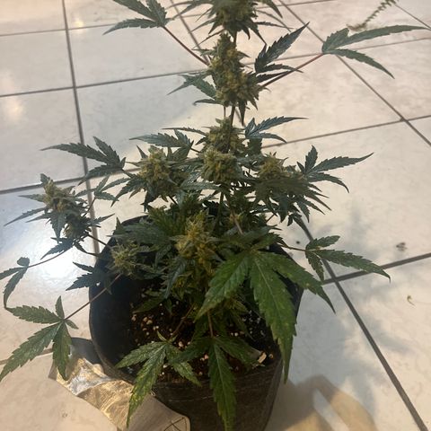 Lemonade Auto growlog timeline photo