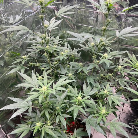 Crystal Candy SWS #1 growlog timeline photo