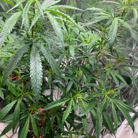 Double Cookies BSF  growlog timeline photo