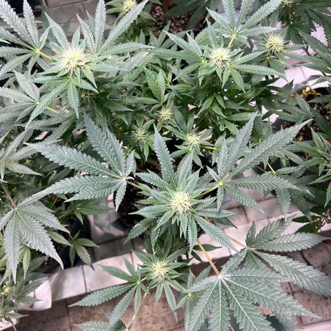 BCN Power Plant  growlog timeline photo