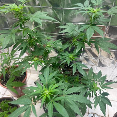 Cookies 2  growlog timeline photo
