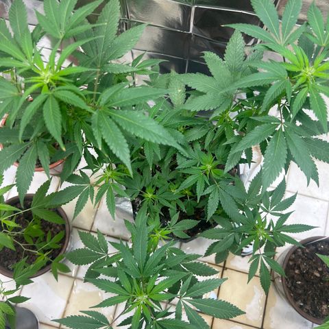 Cookies 2  growlog timeline photo