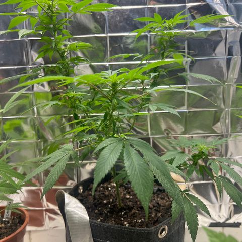 Cookies 2  growlog timeline photo