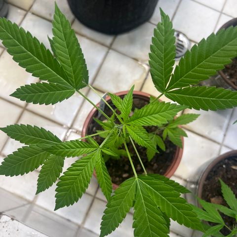 BCN Power Plant growlog photo