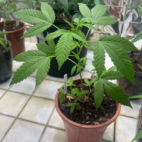 BCN Power Plant growlog photo