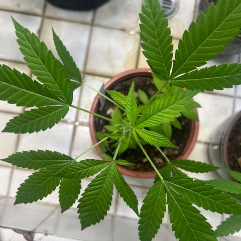 BCN Power Plant growlog photo