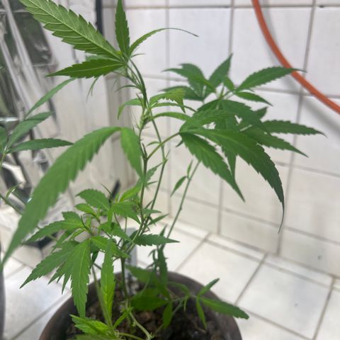 Double Cookies growlog timeline photo