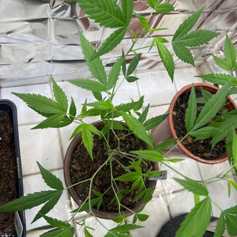 Crystal Candy #1 growlog timeline photo