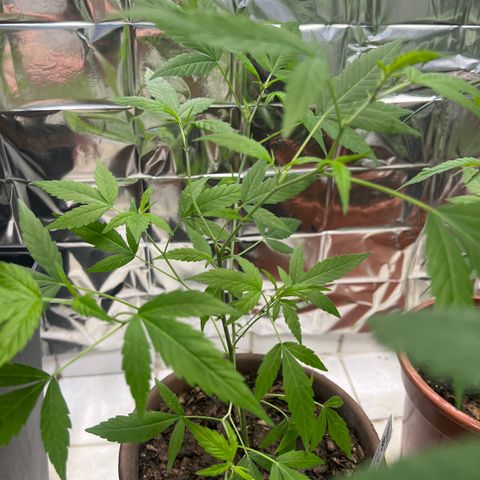 Crystal Candy #1 growlog timeline photo