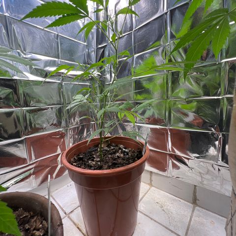 Crystal Candy #3 growlog timeline photo