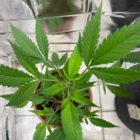Crystal Candy #3 growlog timeline photo