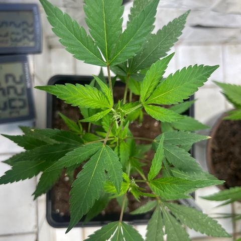 Crystal Candy #2 growlog timeline photo