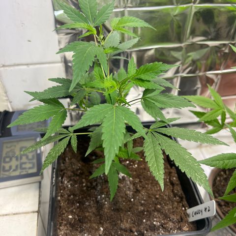 Crystal Candy #2 growlog timeline photo