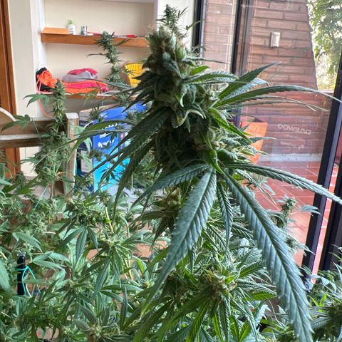 Double Cookies BSF  growlog timeline photo