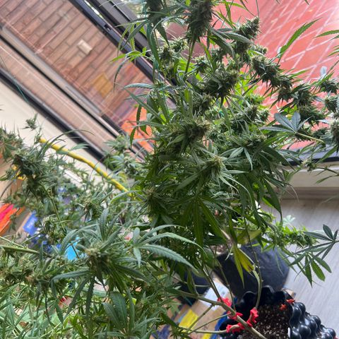 Double Cookies BSF  growlog timeline photo