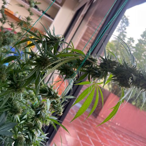 Double Cookies BSF  growlog timeline photo