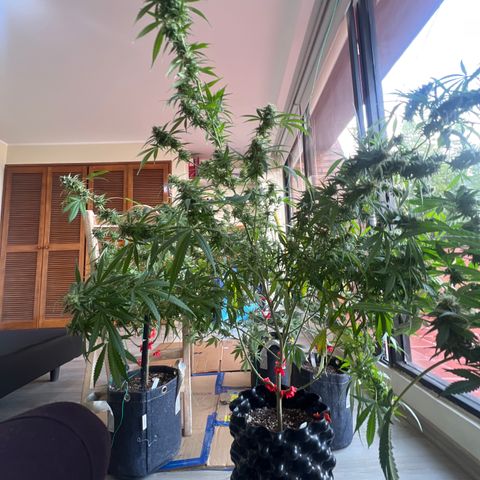 Double Cookies BSF  growlog timeline photo