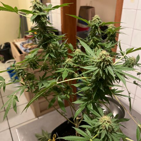 BCN Power Plant  growlog timeline photo