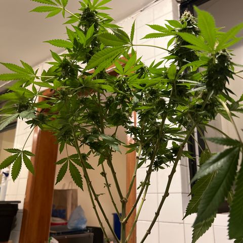 BCN Power Plant  growlog timeline photo