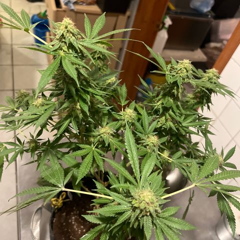 BCN Power Plant  growlog timeline photo