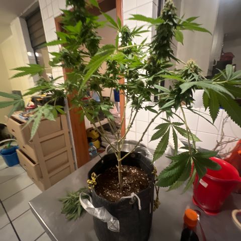 BCN Power Plant  growlog timeline photo