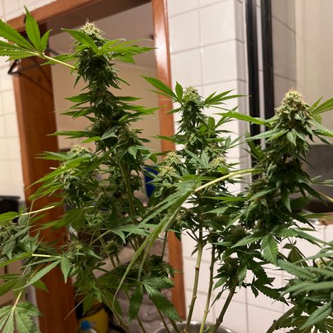 BCN Power Plant  growlog timeline photo