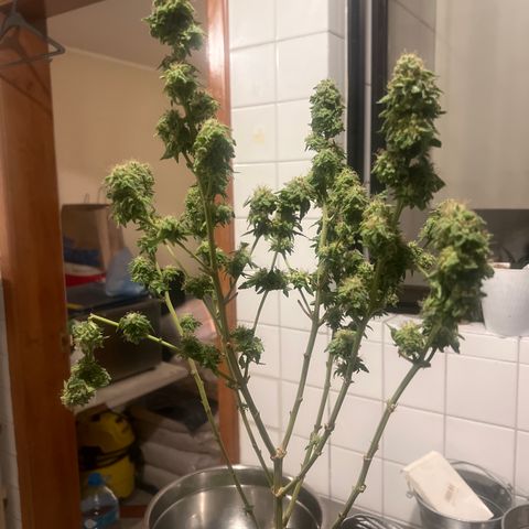 BCN Power Plant  growlog timeline photo