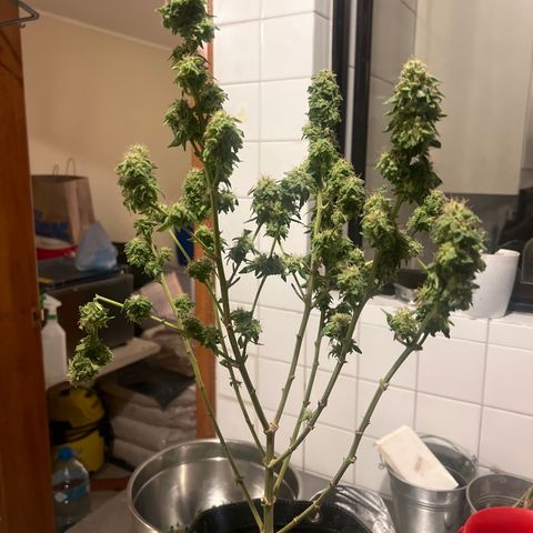 BCN Power Plant  growlog timeline photo