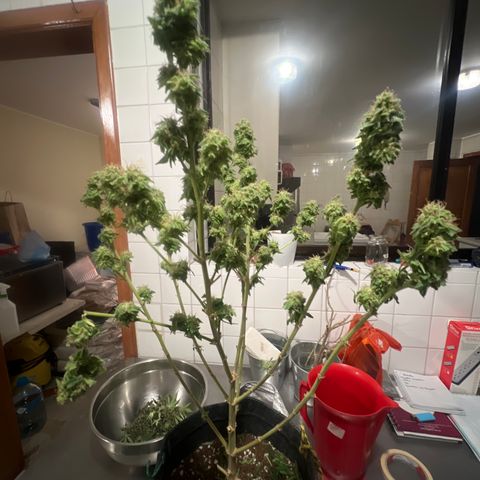 BCN Power Plant  growlog timeline photo