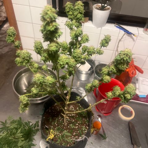 BCN Power Plant  growlog timeline photo