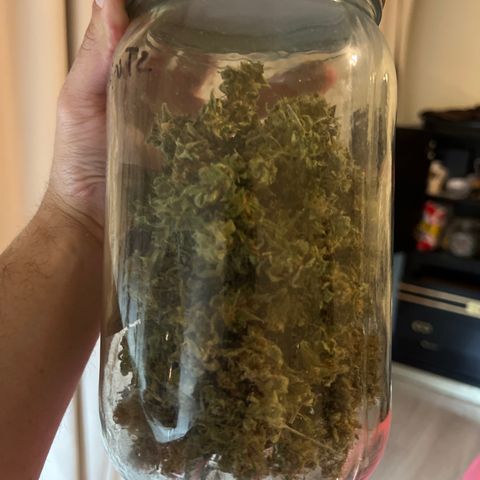 Crystal Candy SWS #1 growlog timeline photo