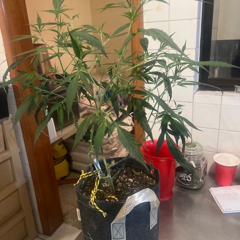 Double Cookies growlog timeline photo