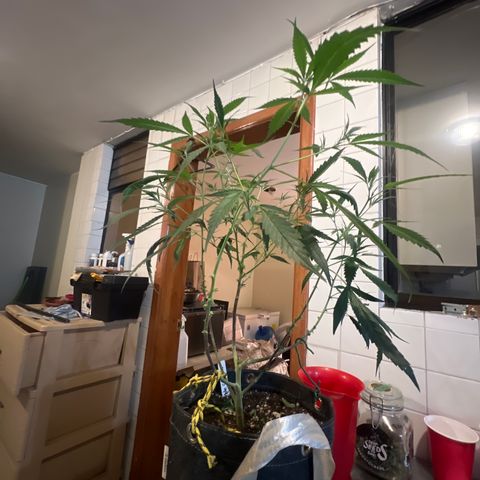 Double Cookies growlog timeline photo