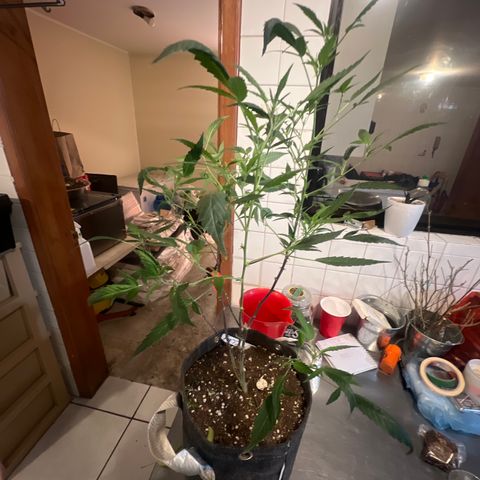 Crystal Candy #1 growlog timeline photo