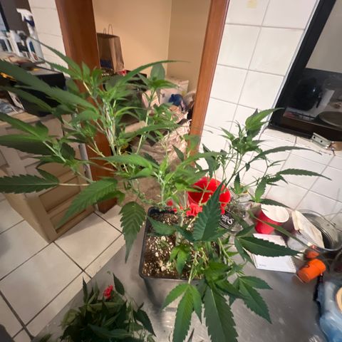 Crystal Candy #2 growlog timeline photo