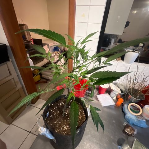 Crystal Candy #3 growlog timeline photo