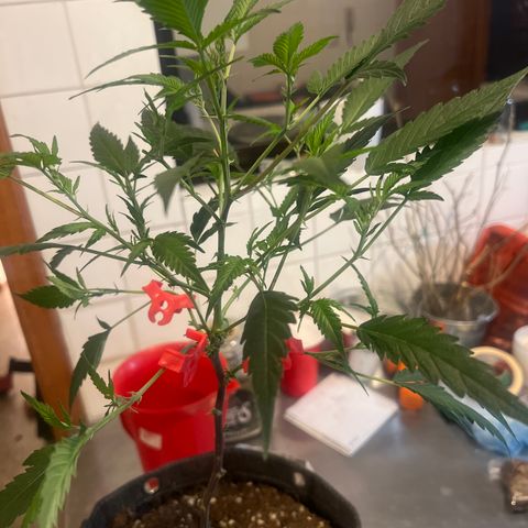 Crystal Candy #3 growlog timeline photo