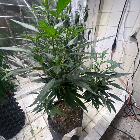 Cookies 2  growlog timeline photo