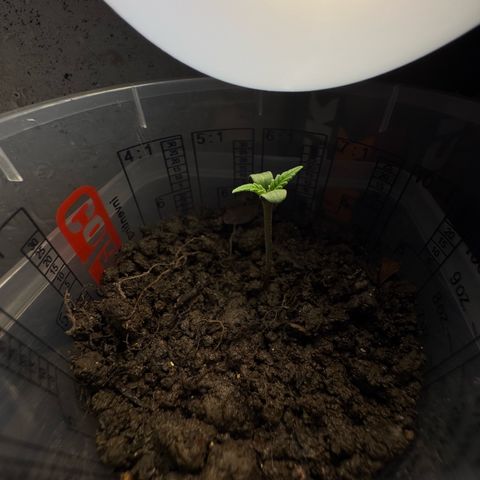 Cream Cookies full grow start pics growlog timeline photo